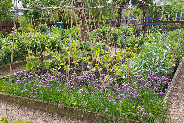 istock Grow your own 504059259