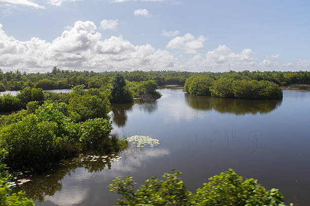 istock mangroves in Sri lanka 504059495