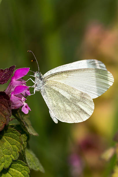 White Butterfly - Pieris brassicae