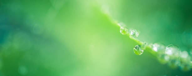 istock Nature Background Raindrops And Green Bokeh 504067784