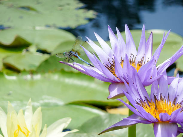 Blue dragonfly on a nymphea waterlily flower, TX, US stock photo
