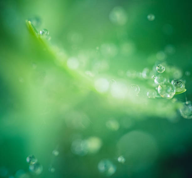 istock Abstract Nature Background Raindrops And Green Bokeh 504067858