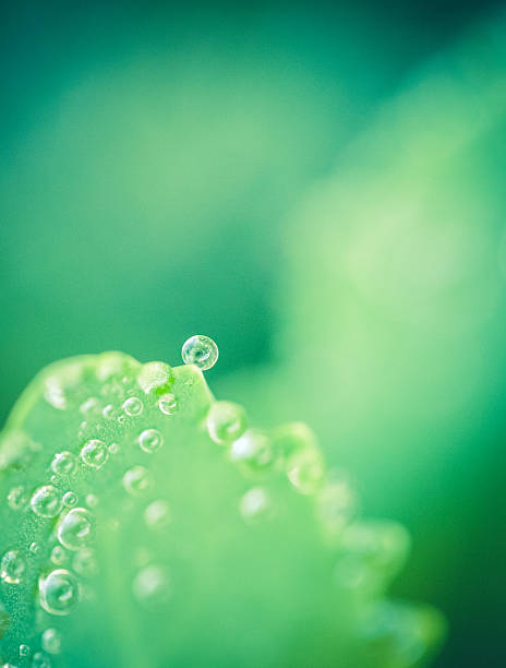 istock Nature Background Raindrops On Leaf And Green Bokeh 504067990