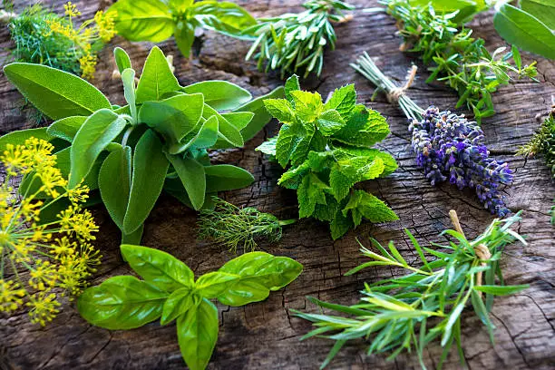 Photo of Fresh herbs on wooden background