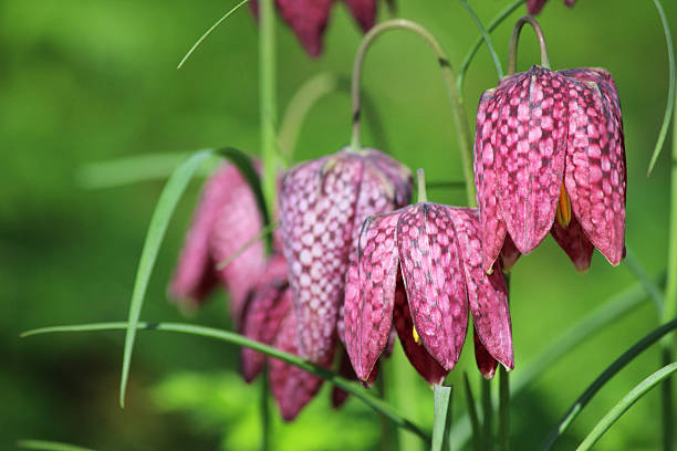 zdjęcie dziki fioletowy szachownica-roślina meleagris łączyć z płatki w szachownicę - fritillary butterfly butterfly insect lepidoptera zdjęcia i obrazy z banku zdjęć