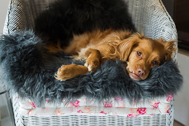 istock Spaniel mixed breed dog resting relaxed on sheepskin rug 504070196