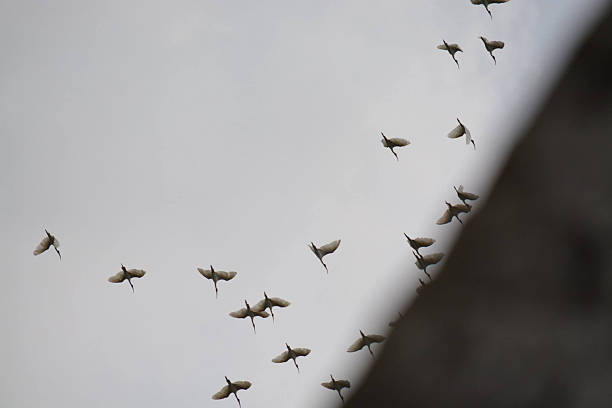 istock Crane birds on the sky 504070264