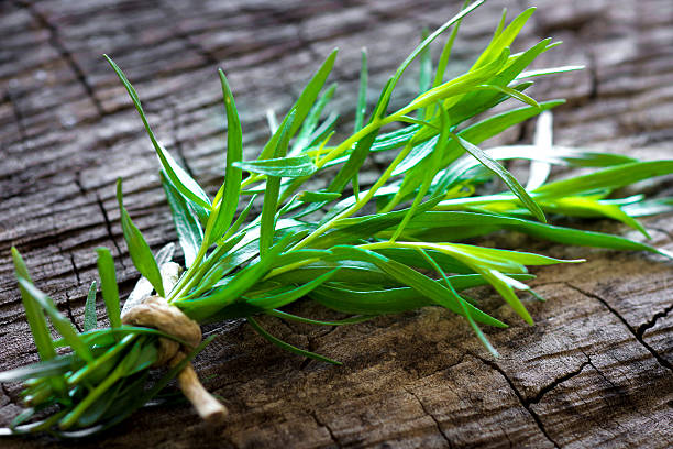 estragão - tarragon close up herb bunch imagens e fotografias de stock