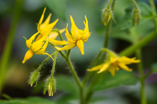 Bunch of yellow flowers of tomato blooming in greenhouse, illuminated by soft daylight. Low depth of field and blurred stems and leaves in the background. Close-up.