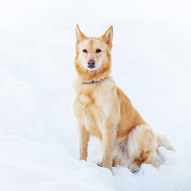 Mixed breed dog (Golden Retriever/Australian Shepherd) in the snow