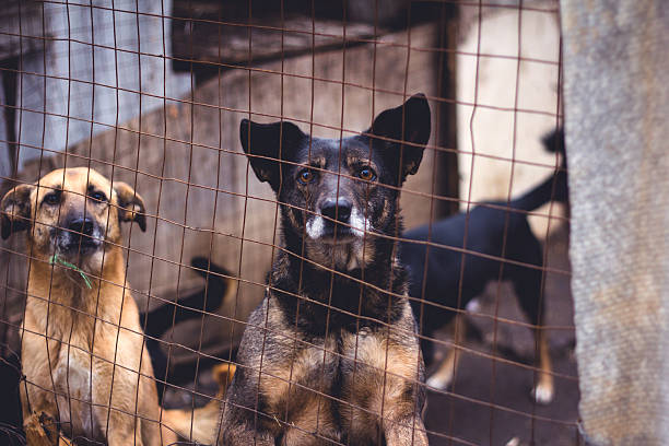 istock Shelter for homeless dogs 504072210