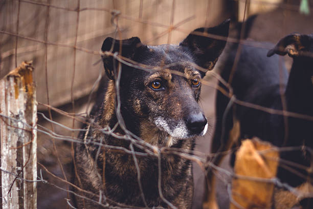istock Shelter for homeless dogs 504072266