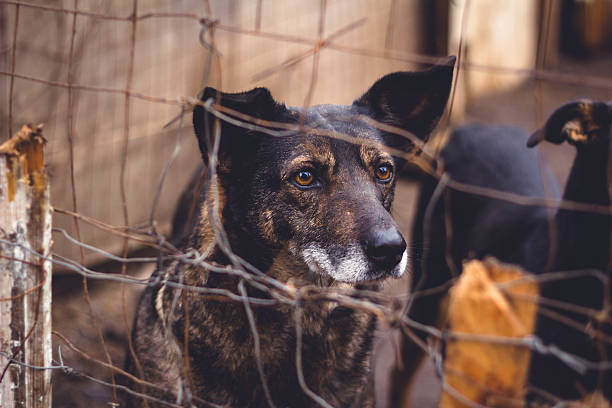 istock Shelter for homeless dogs 504072290