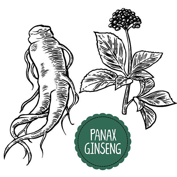 ilustrações de stock, clip art, desenhos animados e ícones de raiz e folhas panax ginseng - ginseng root herbal medicine panax