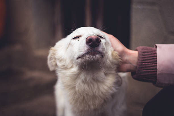 istock Shelter for homeless dogs 504072440