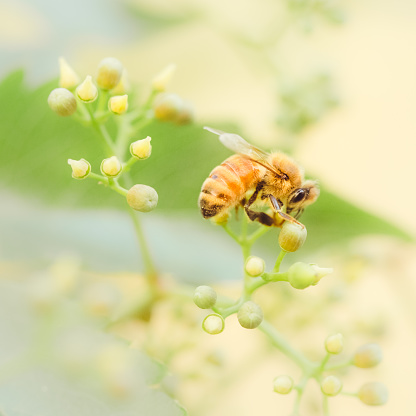 A single honeybee busy gathering nectar from buds of Virginia Creeper vine he is clinging to. Bee is closeup. Pretty nature background of green and yellow bokeh. High resolution color photograph with no people in image. Square composition with copy space available.