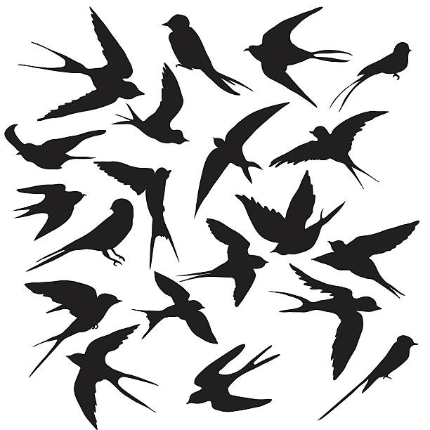 Diverse collection of silhouettes birds Diverse collection of silhouettes birds swift bird stock illustrations