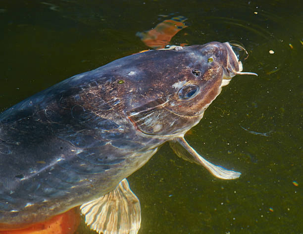 istock Portrait of fish carp close up 504073406