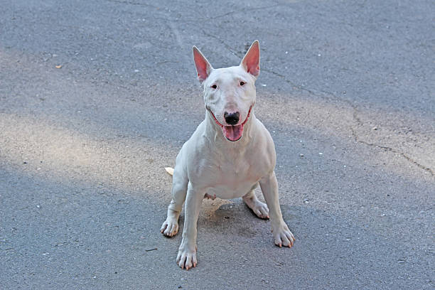 English bull Terrier walks outdoors in the summer English bull Terrier walks outdoors in the summer pit bull power stock pictures, royalty-free photos & images
