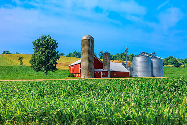 istock Midwest farm with spring corn crop and red barn 504074352