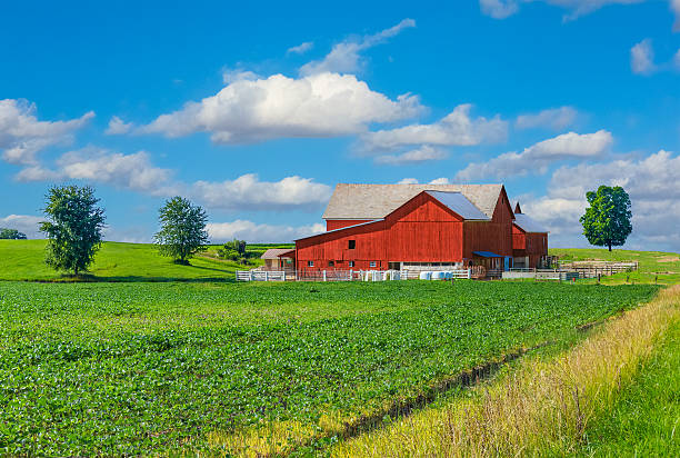 istock Midwest farm with spring corn crop and red barn 504074384