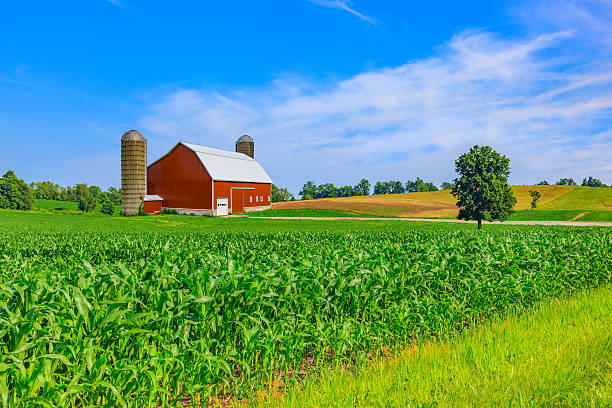 midwest farm con resorte de maíz en campo de cultivo y rojo barn - farm barn fotografías e imágenes de stock