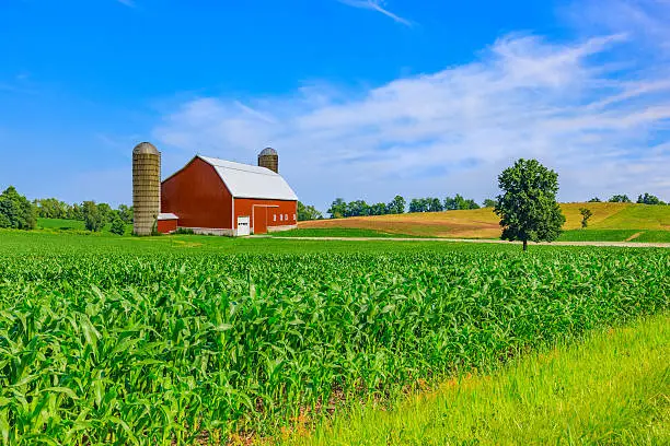 Photo of Midwest farm with spring corn crop and red barn