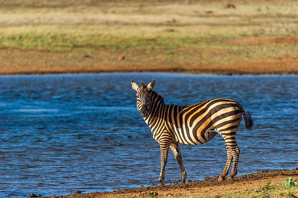 istock Attentive zebra at the waterhole 504075322