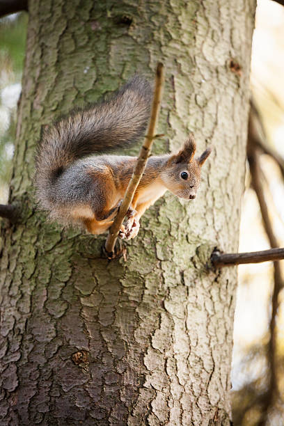 istock Eurasian red squirrel in the tree 504075784