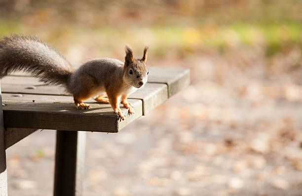 istock Eurasian red squirrel in the wild 504075812
