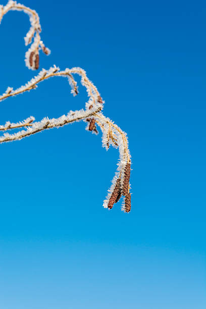 istock Fruits of birch in hoarfrost. 504075954