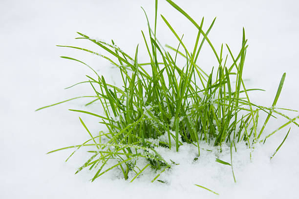 istock Fresh grass in the snow 504077126