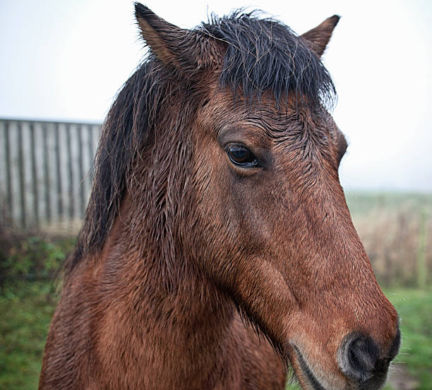 istock Wet Horse in Winter Landscape 504077134