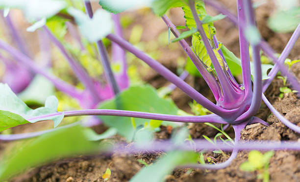 fresco giovane rosso cavolo rapa - kohlrabi turnip cultivated vegetable foto e immagini stock