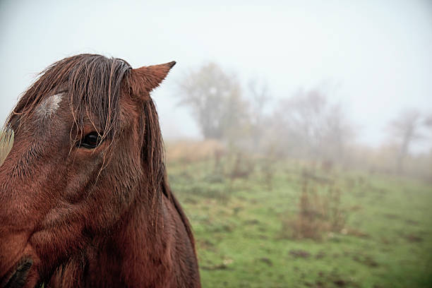Portrait of a 1 angry soaked pony- standing outside in cold weather. Bornholm. Denmark
