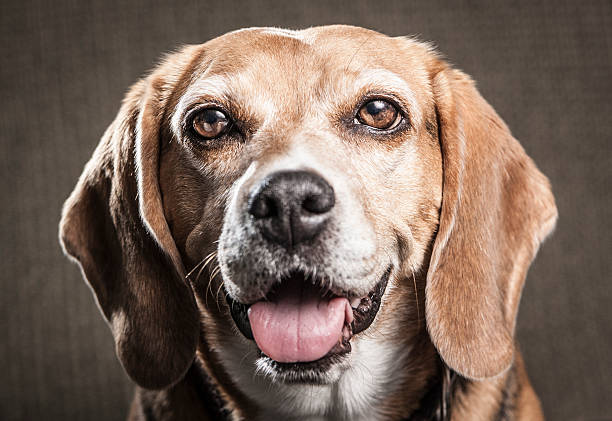 istock Beagle Dog Posing for Portrait 504077695