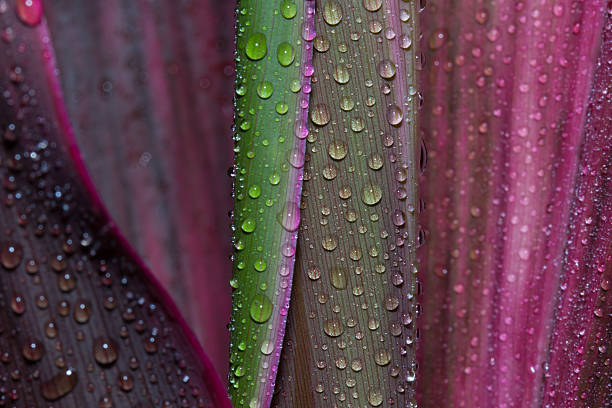 Abstract drops of water on flower leaf