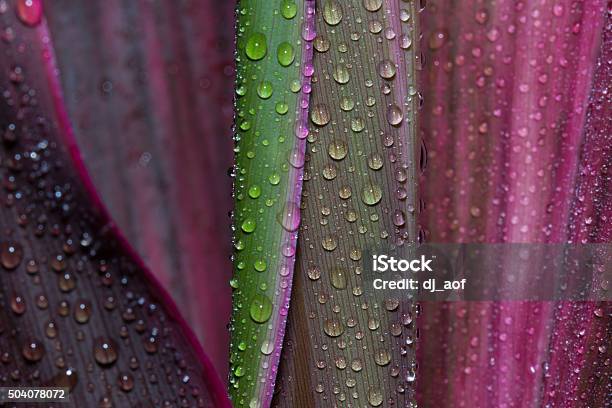 Abstract Drops Of Water On Flower Leaf Stock Photo - Download Image Now - Flower, Close-up, Leaf