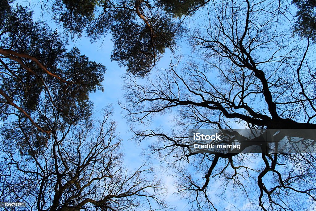 Branching in the sky confused branching of branches in the sky Branch - Plant Part Stock Photo