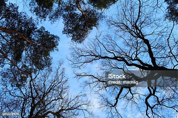Branching In The Sky Stock Photo - Download Image Now - Branch - Plant Part, Day, Dreamlike