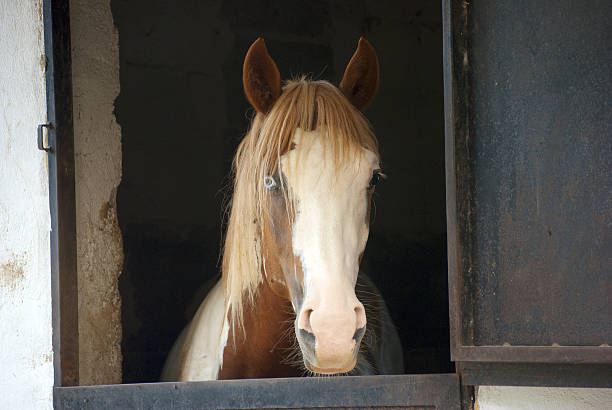 Horse one rare