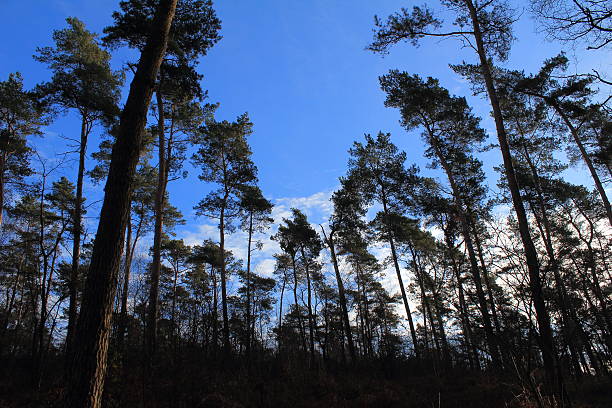 wald auf anhöhe - rohstoffe - fotografias e filmes do acervo