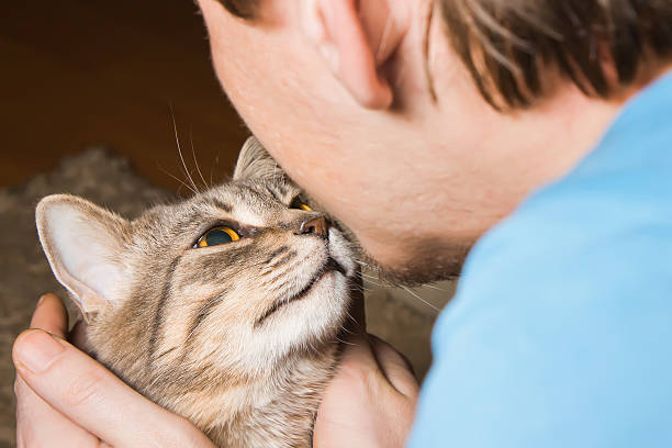 istock domestic tabby cat and man 504079574