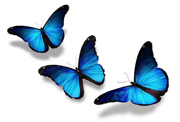 istock Three blue butterflies flying, isolated on white 504079979