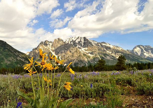 istock Wildflowers and the Grand Tetons 504080771