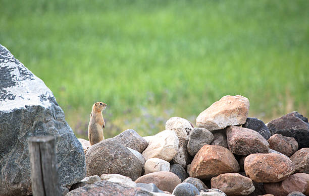 istock Gopher on a rock pile in scenic Saskatchewan 504080993