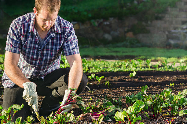 istock Farmer harvesting beetroot in the vegetable patch garden 504081261