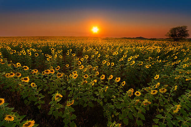 istock Glowing Sunflowers at sunset 504081473
