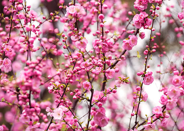 istock Beautiful flowering Japanese cherry - Sakura. 504082013