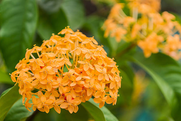 istock Blooming yellow Ixora flowers. 504082041